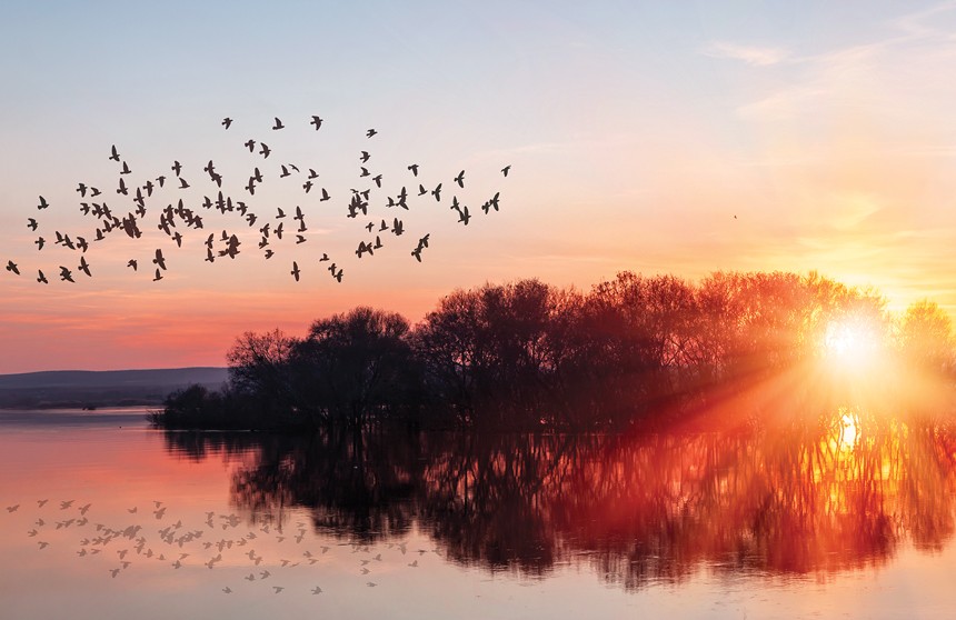 Like The Hearts of Birds